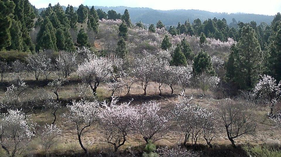 Apartamento El Almendro Пунтагорда Экстерьер фото